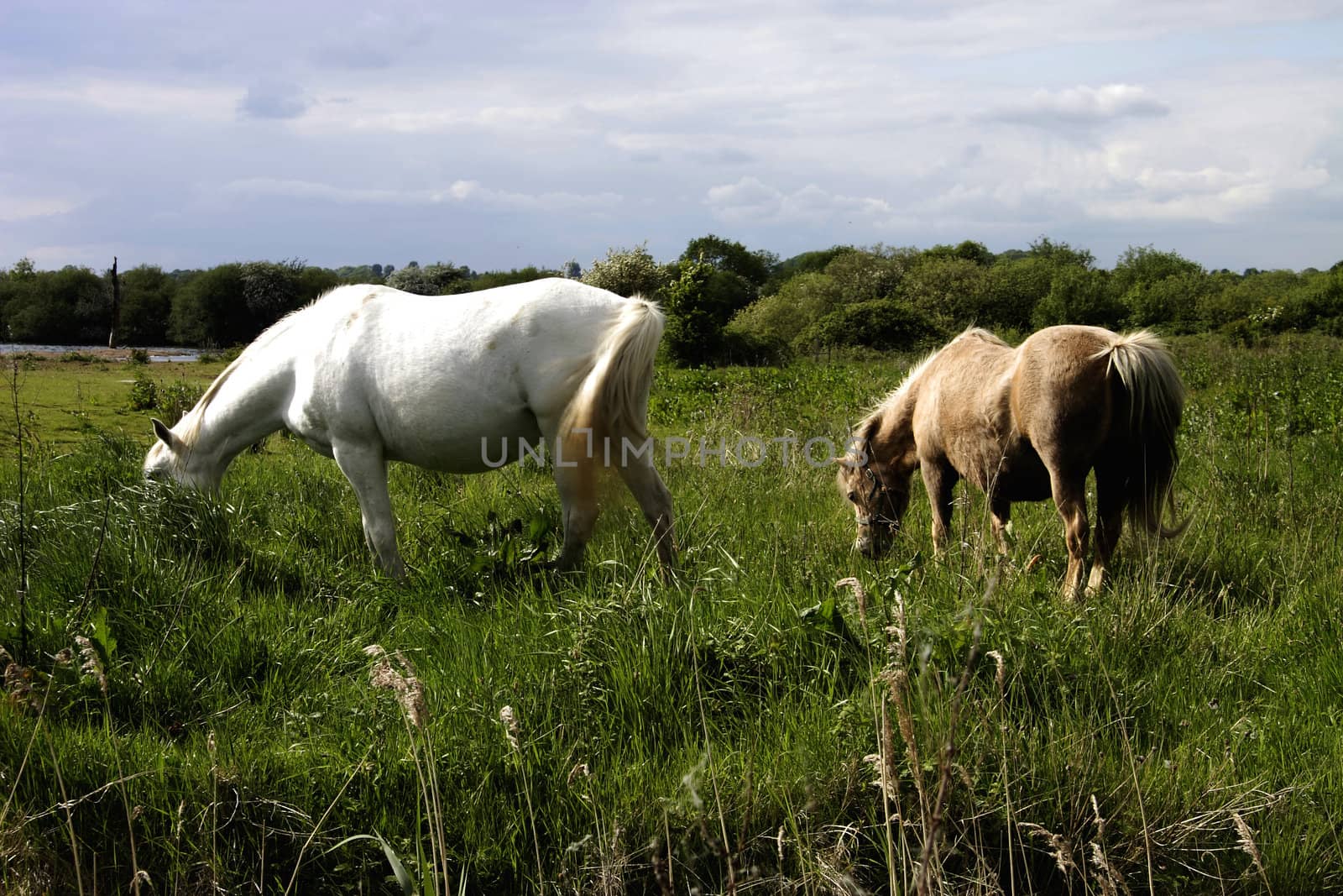 ponies on the fells by leafy