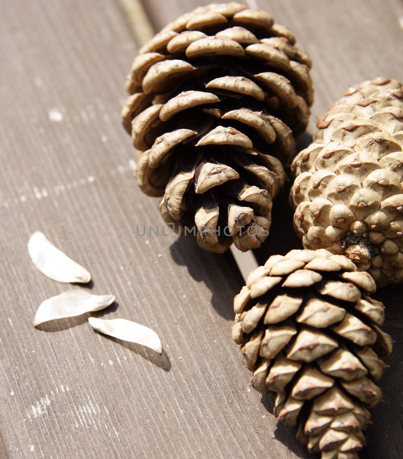 three fir cones and seeds out of them on a wooden table