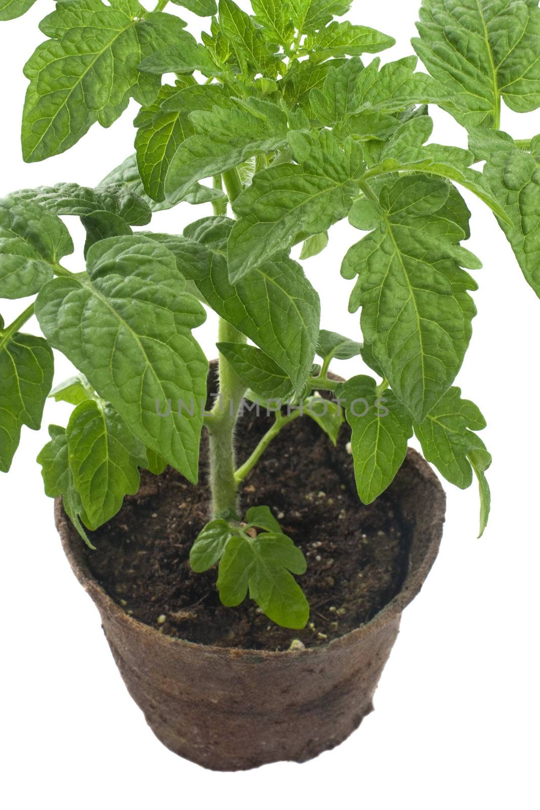 a young cherry tomato plant in biodegradable peat container isolated on white