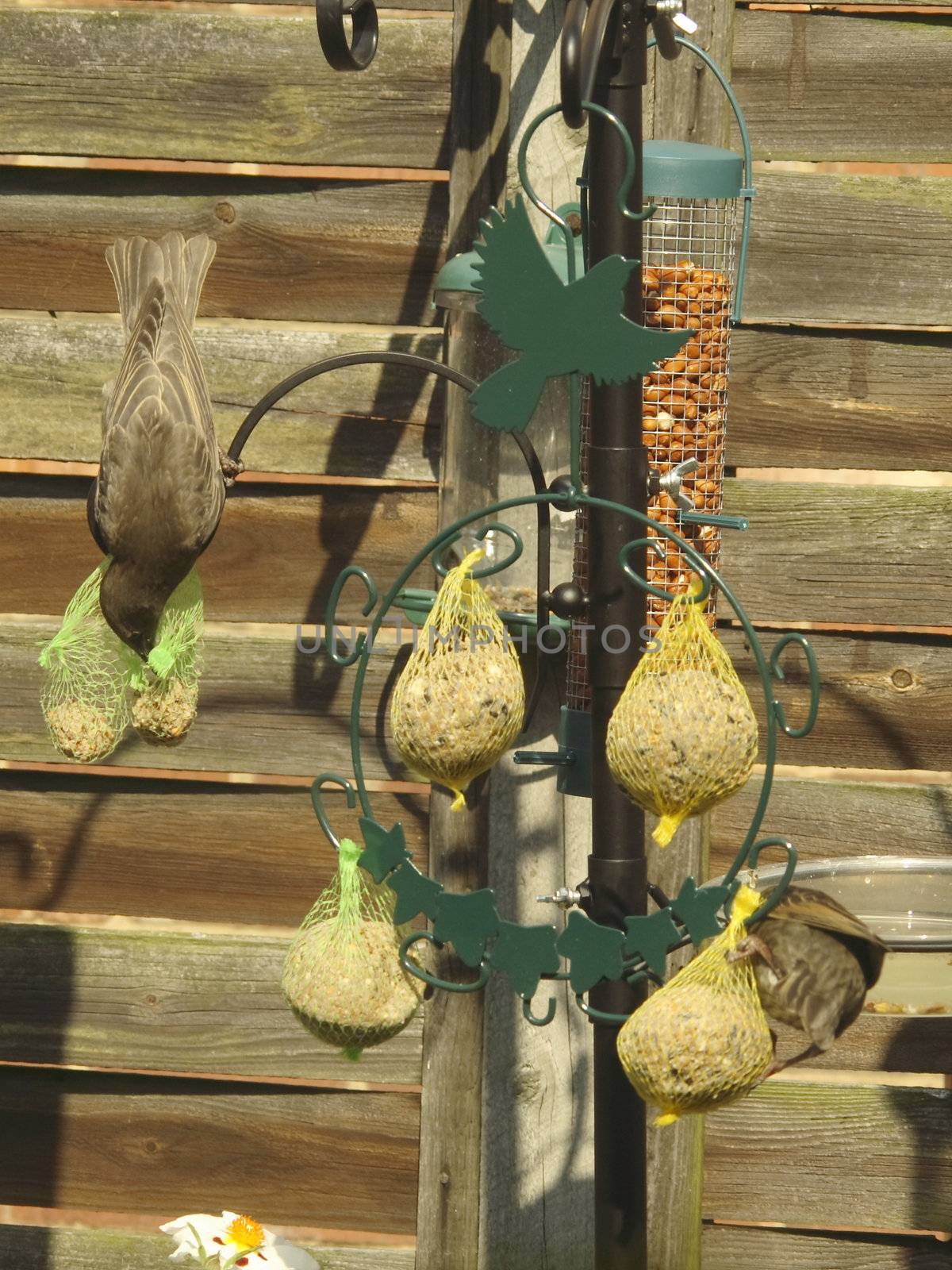 two starllings feeding on hung fat balls