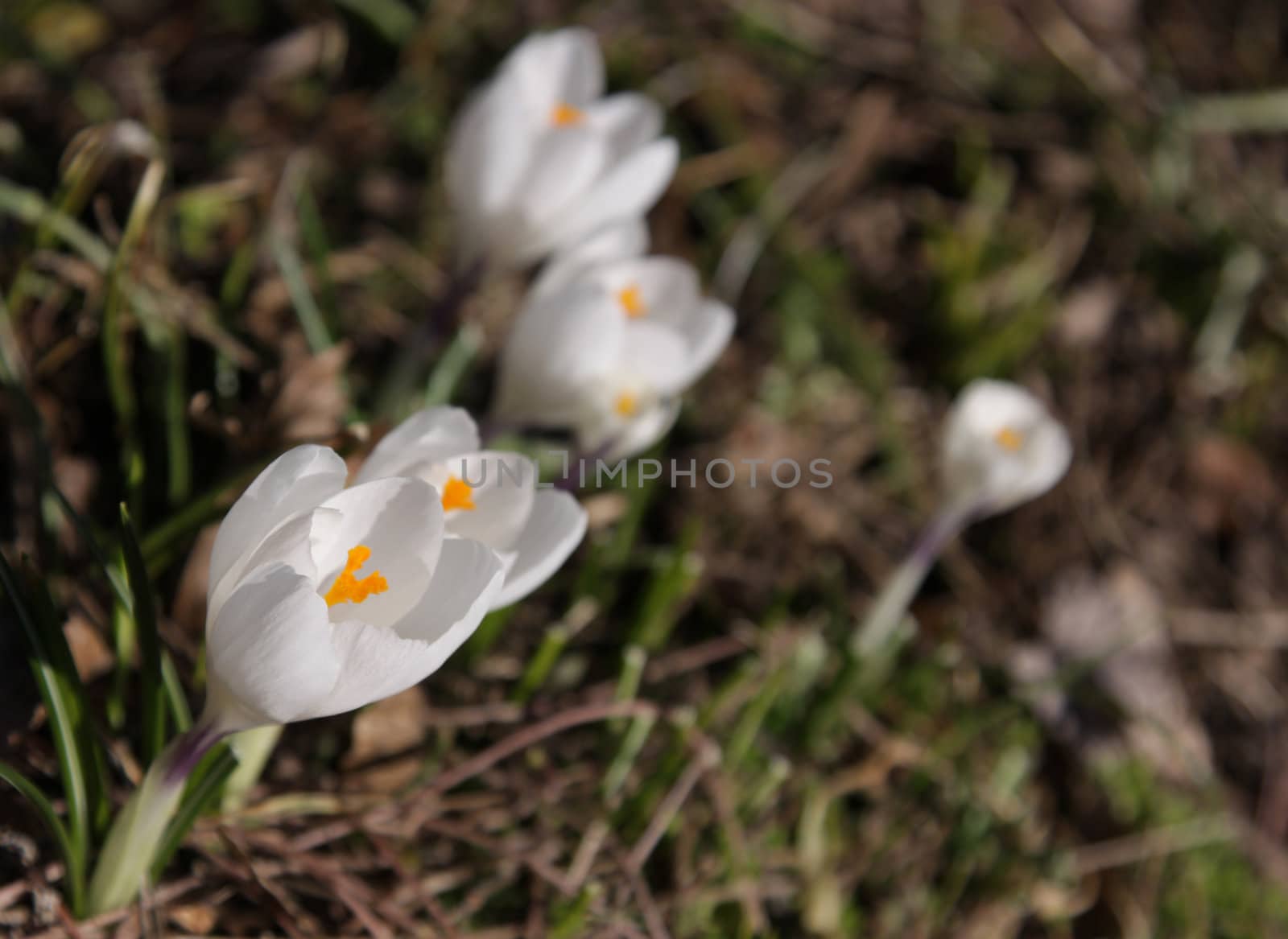 A group of white crocus spring flowers.

