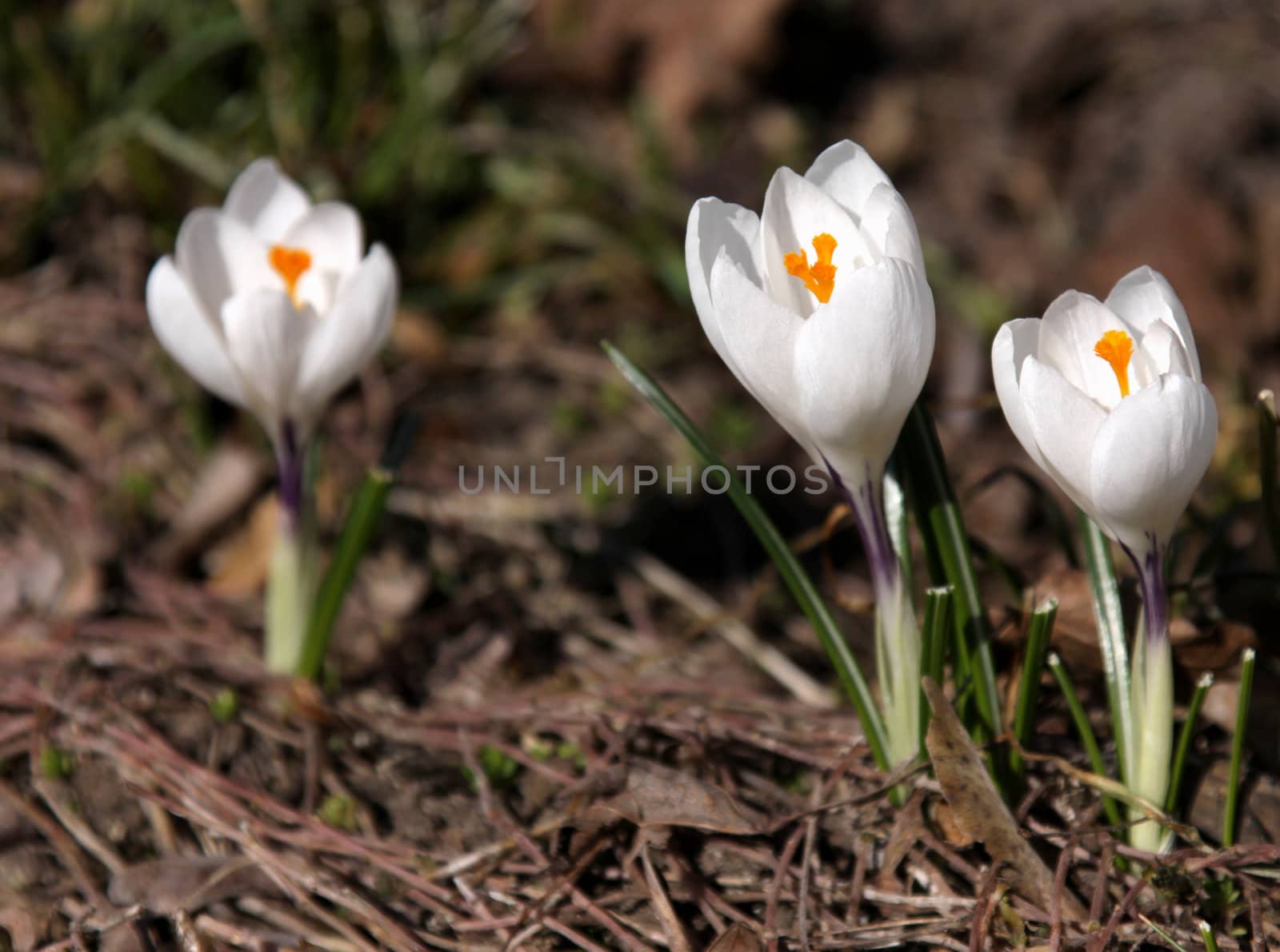 Three white crocus spring flowers.
