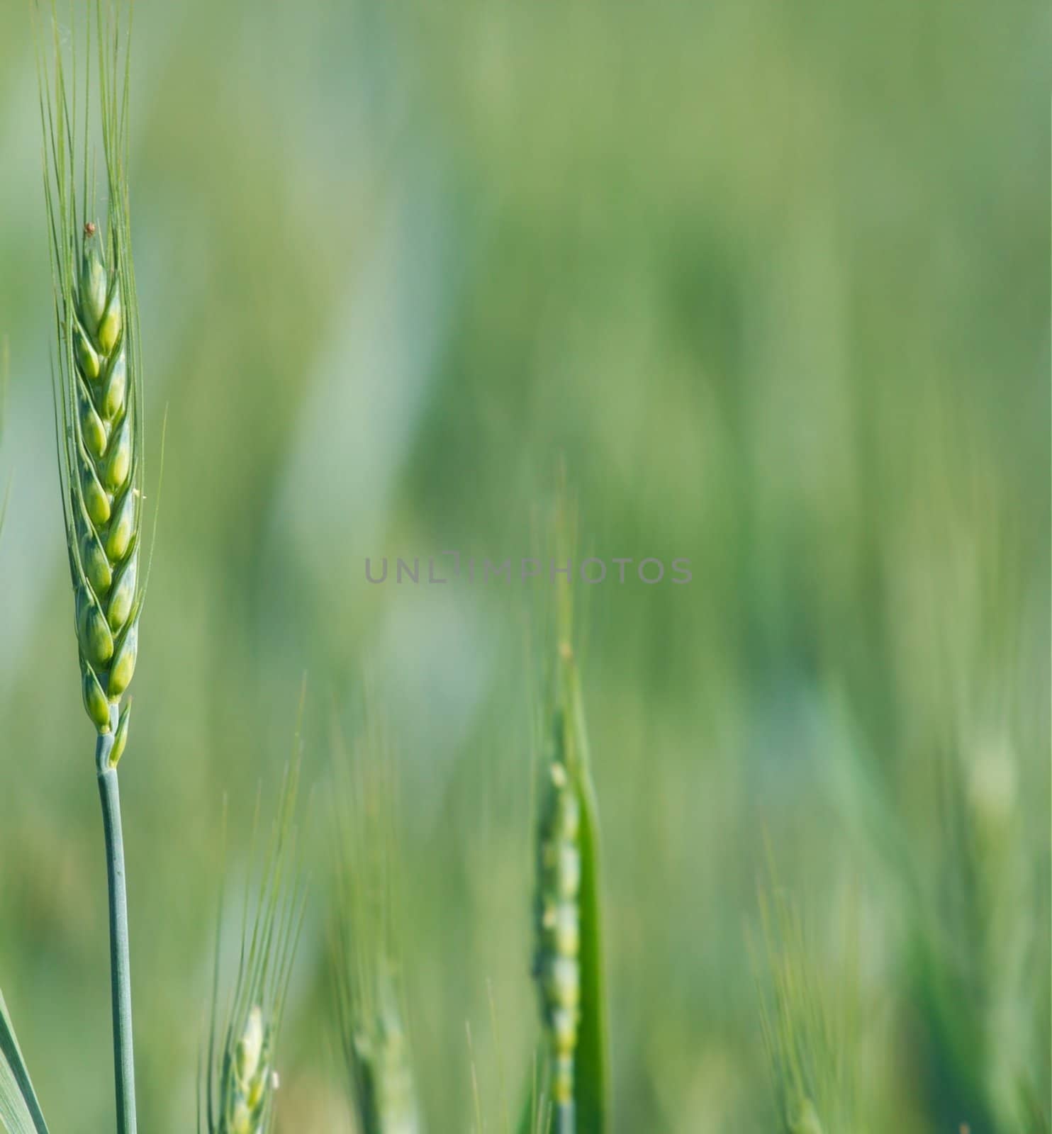 Closeup of a fresh wheat plant on a field