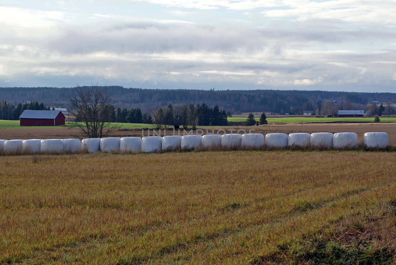 A row of silage bales on a field with a country landscape in the background. Silage can be used as feed for ruminats (cattle or sheep) or biofuel. Photographed in Salo, Finland in 2010.