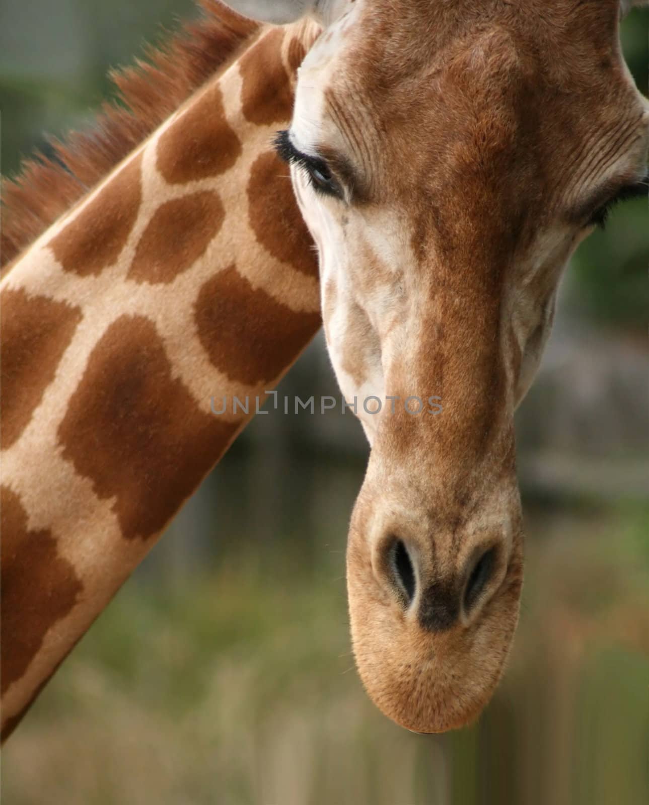 Giraffe head shot, Safari Zoo Park