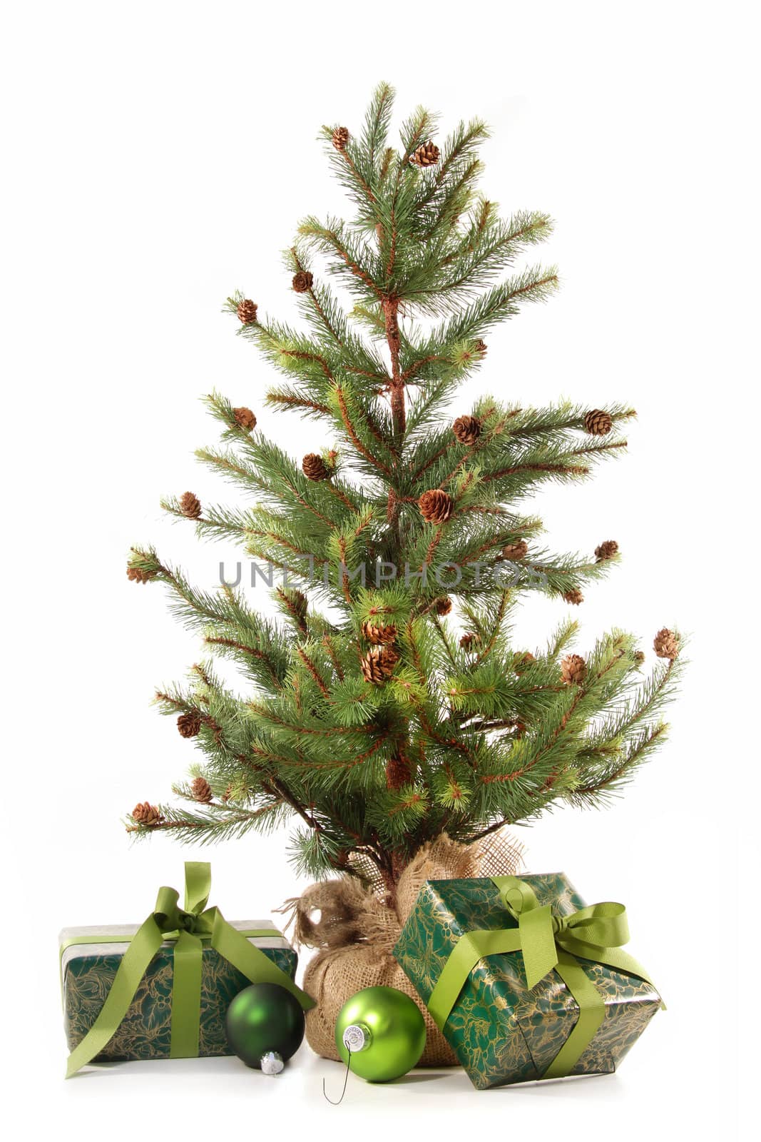 Little christmas tree with gifts on white background