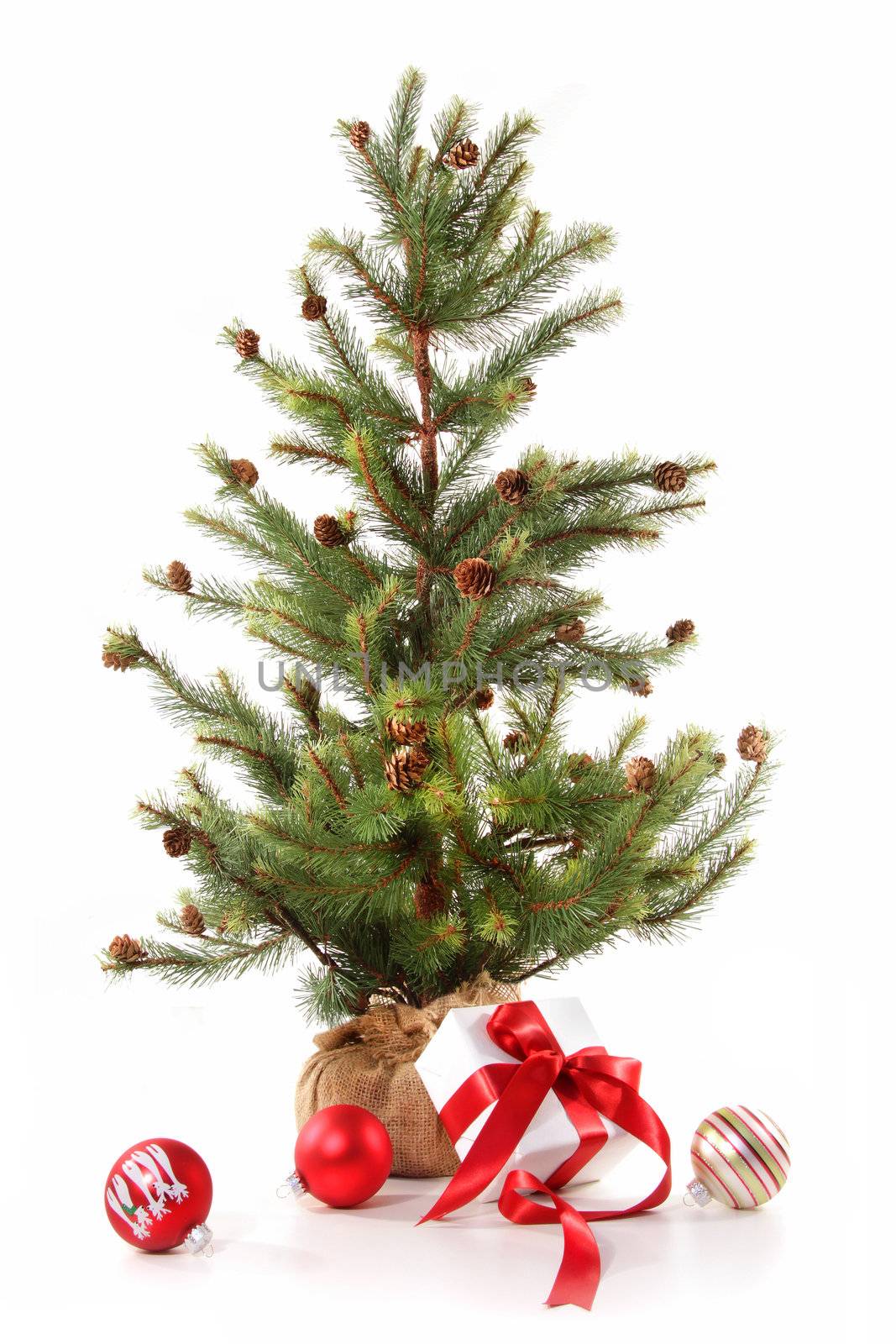 Little christmas tree with red ribbon gifts on white background