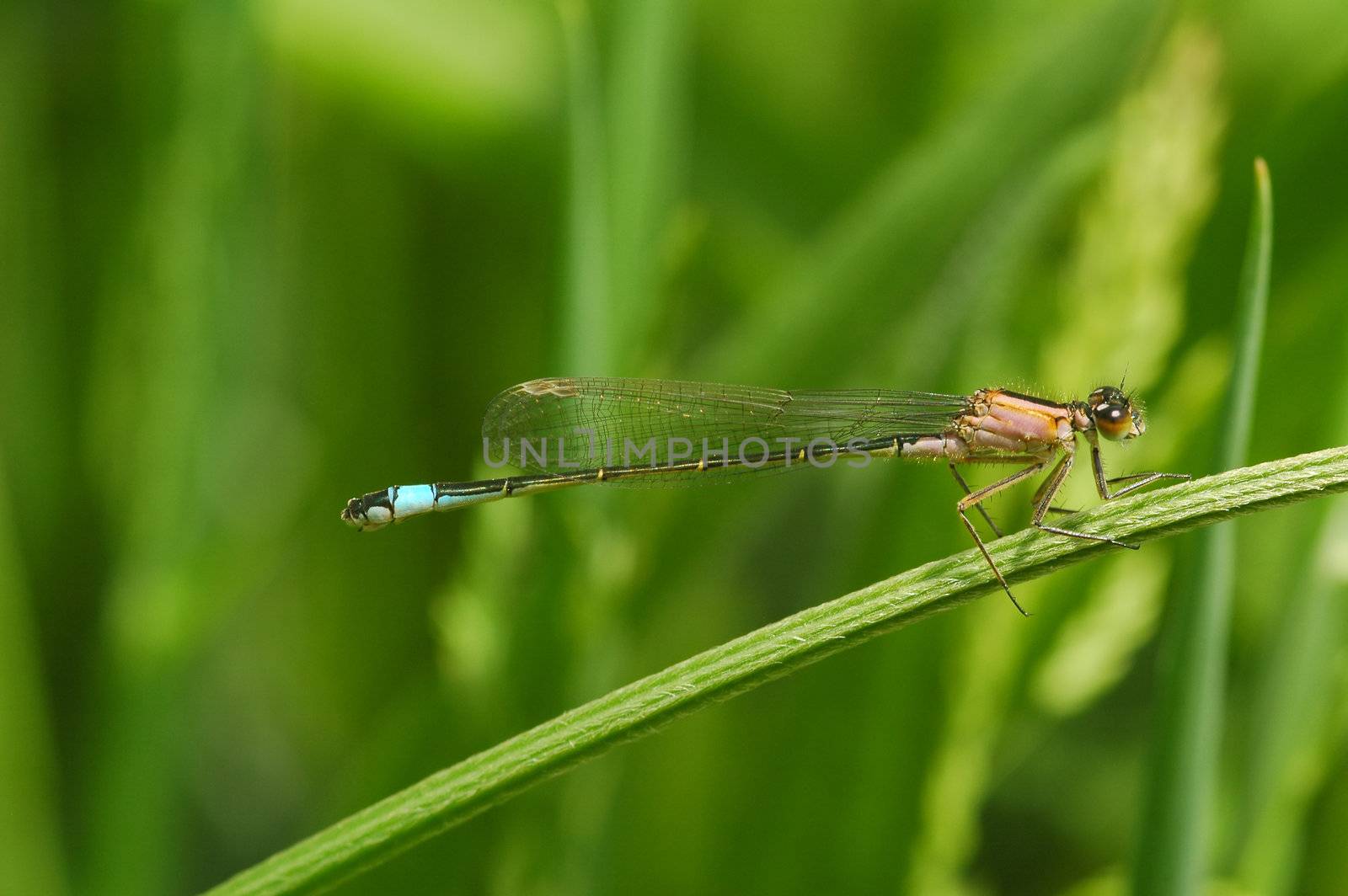 delicate damselfly on vegetation