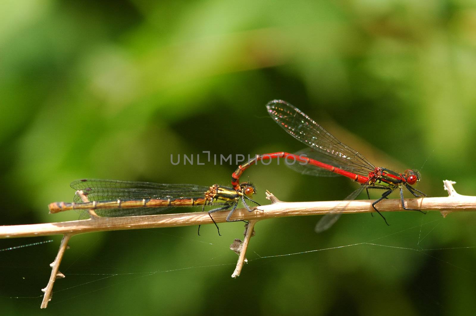 nature close-up of damselflies mating