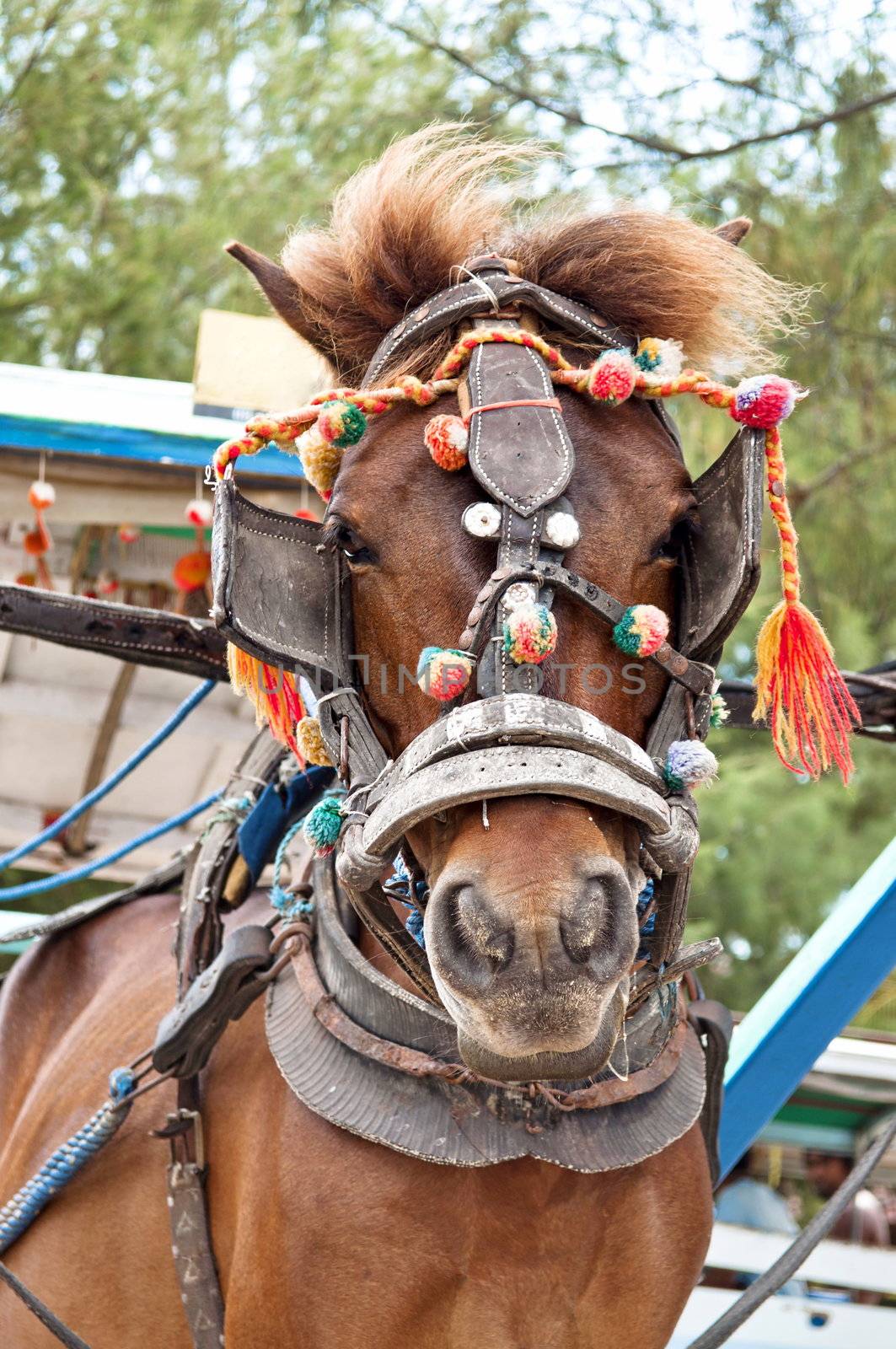 Traditional transport horse in Gili island, indonesia