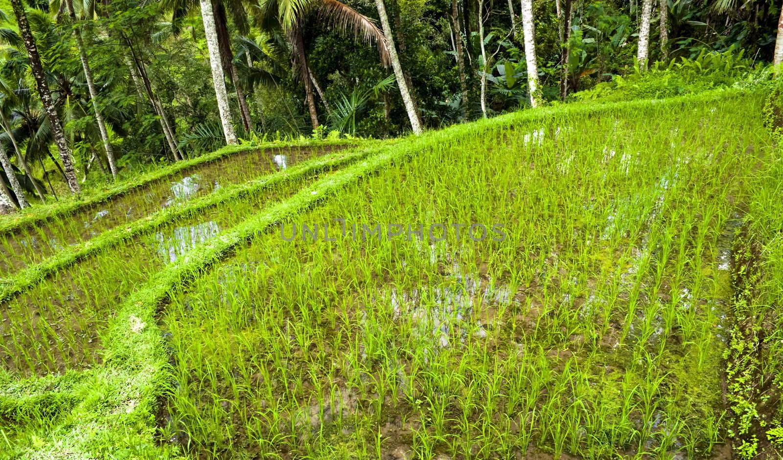 Green indonesian rice terrace with jungle in background