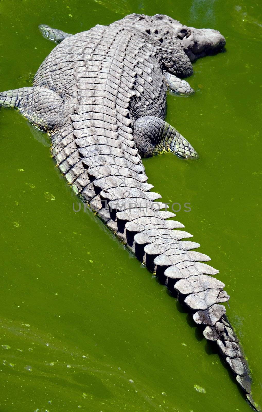 Crocodile sleeping in a green dirty water puddle