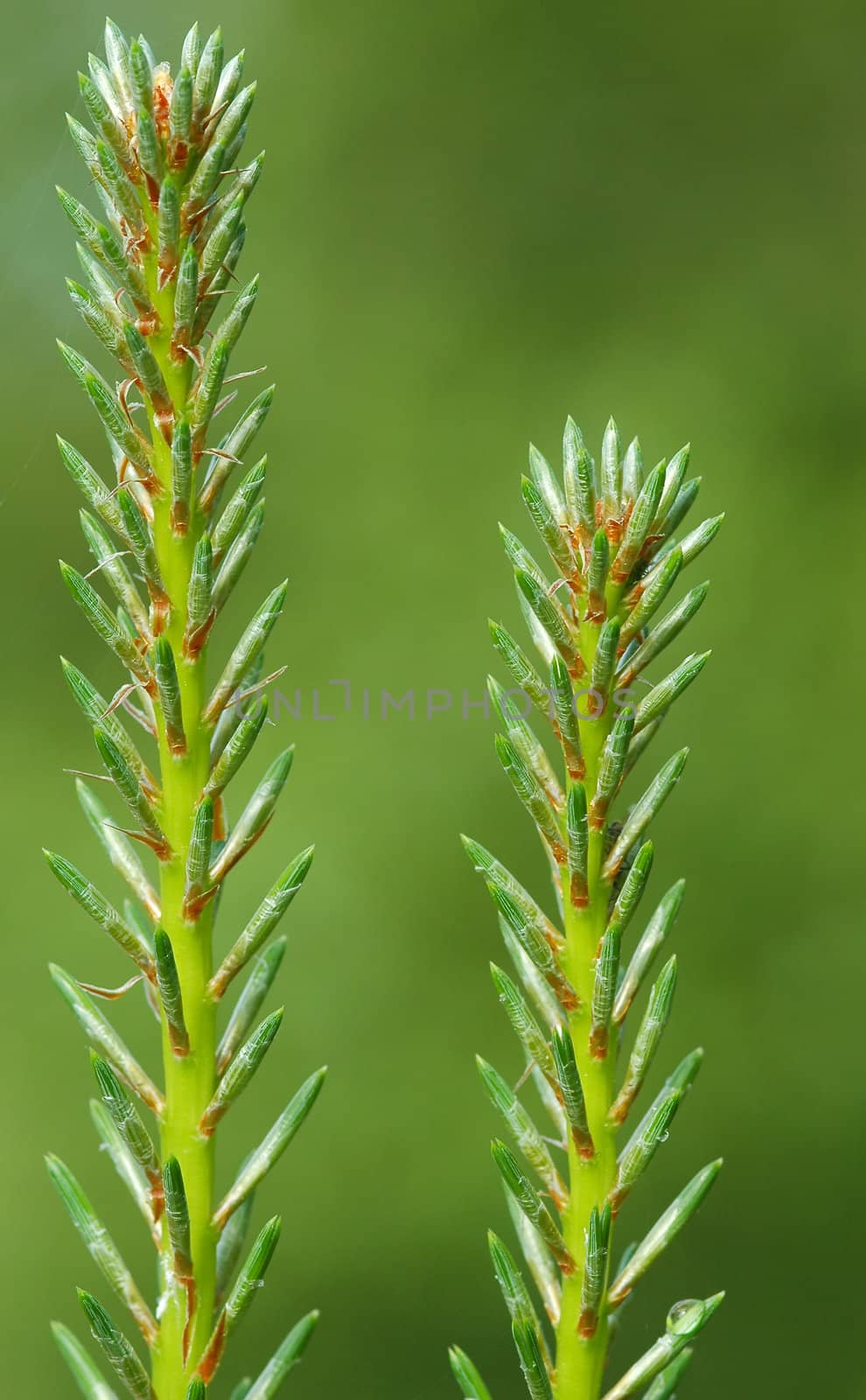 close-up of forest pine needles