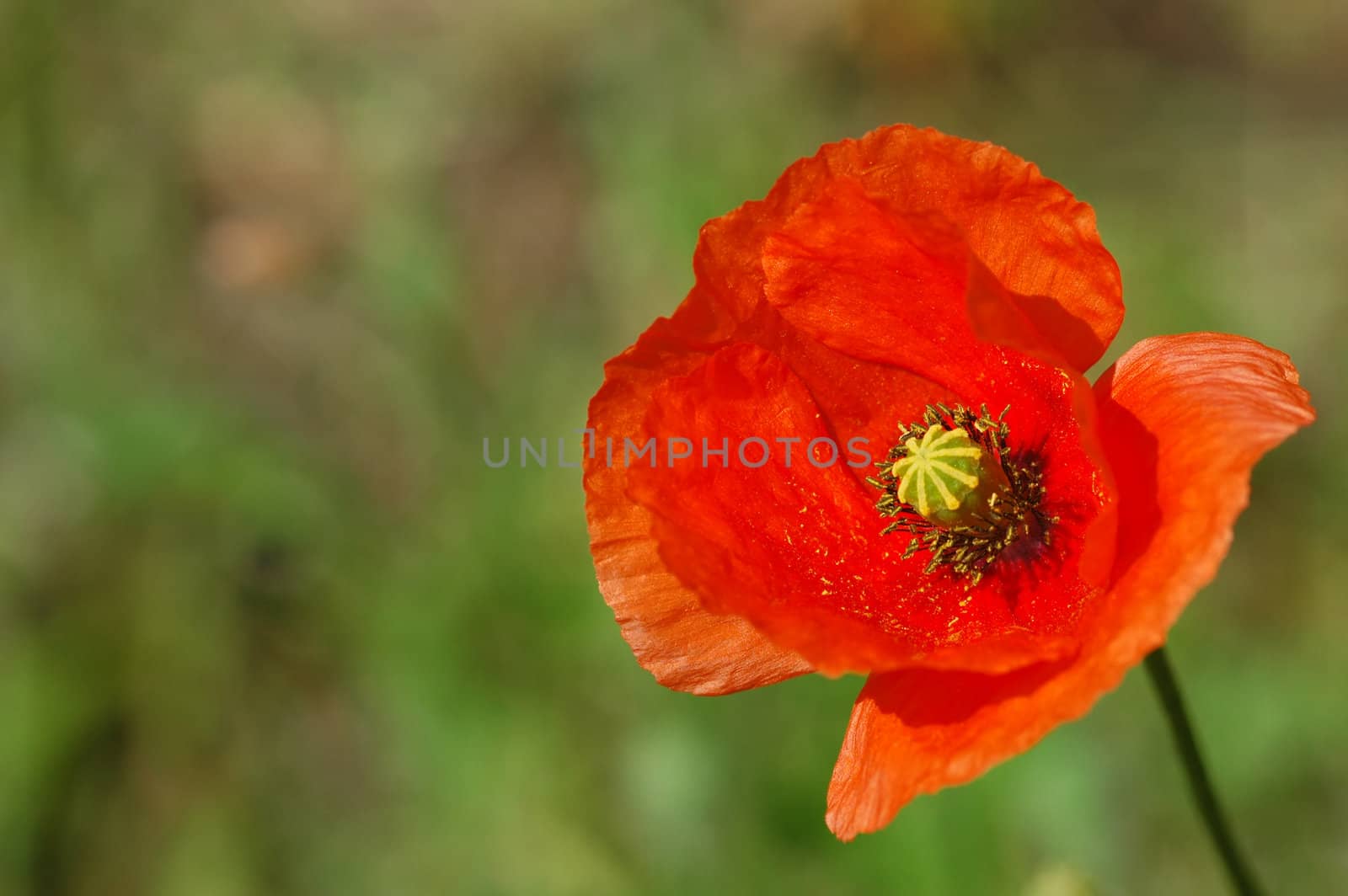 single poppy flower close-up