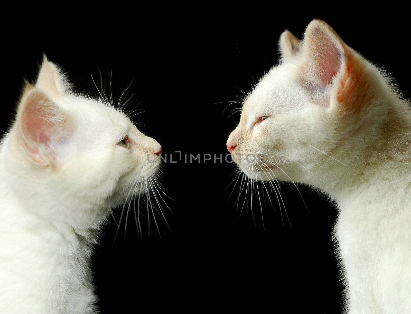 portrait of two off-white kittens on black