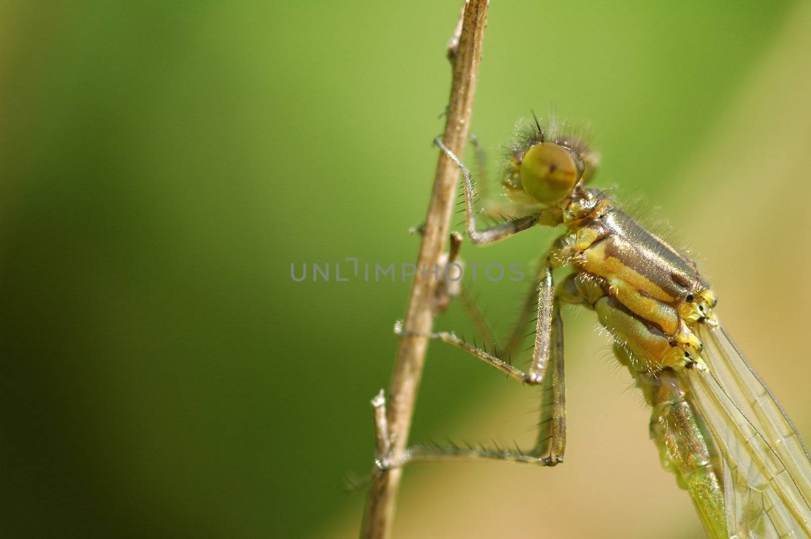 extreme close-up of a damselfly