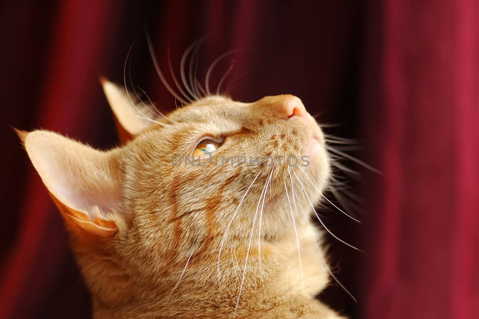 ginger tabby cat portrait