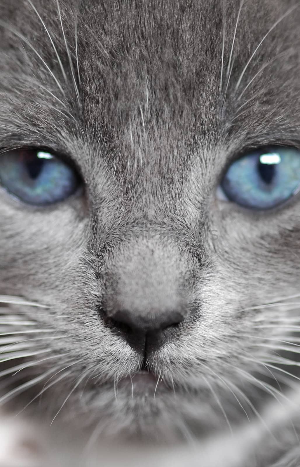 blue eyed kitten macro