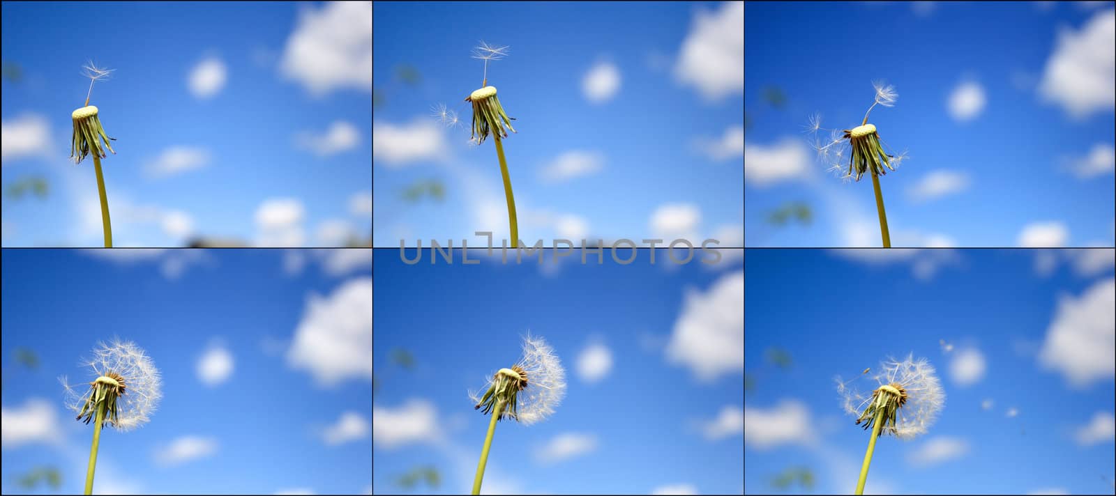 Beautiful dandelion