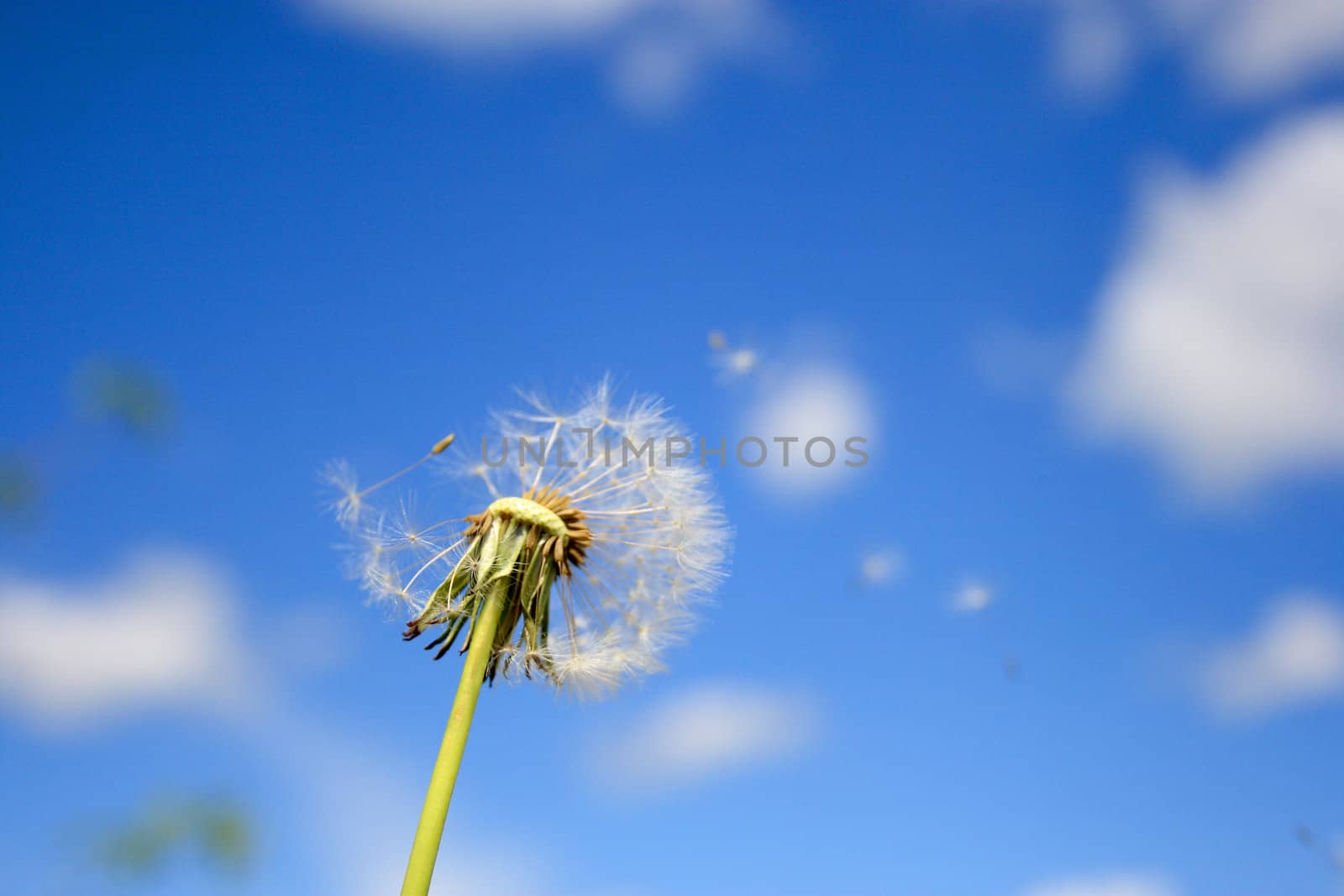 Beautiful dandelion