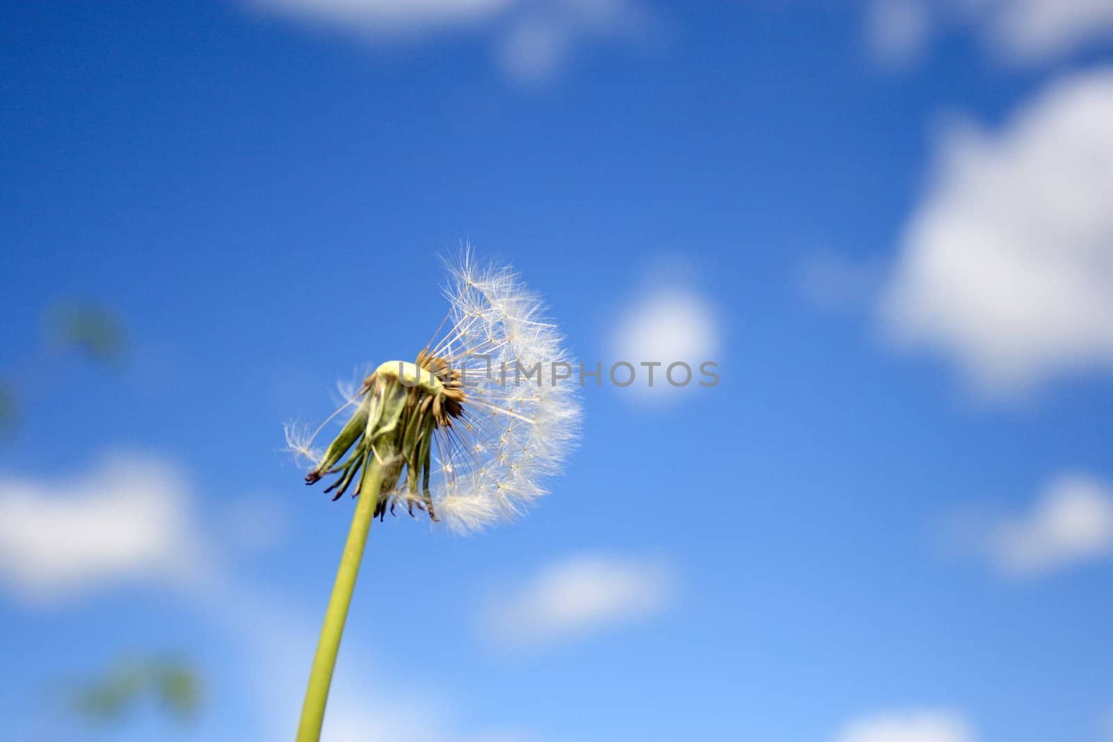 Beautiful dandelion