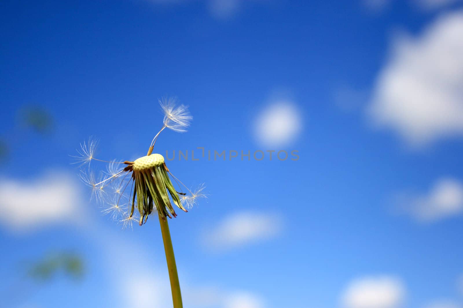 Beautiful dandelion by Kudryashka