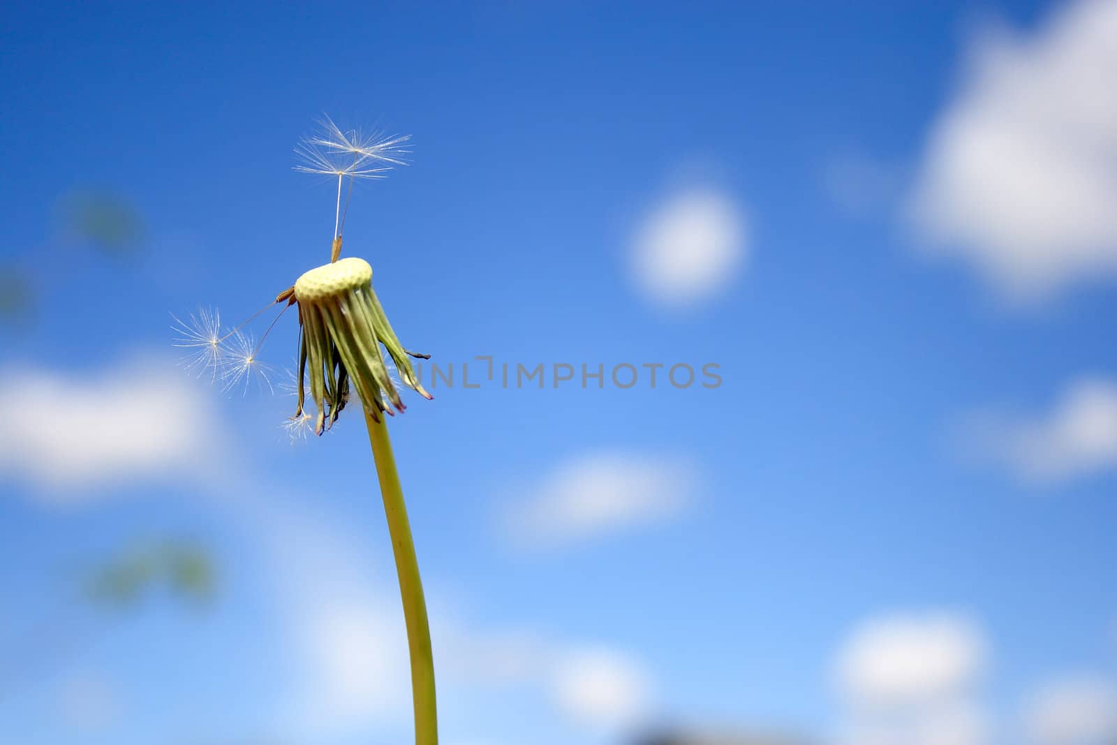 Beautiful dandelion by Kudryashka