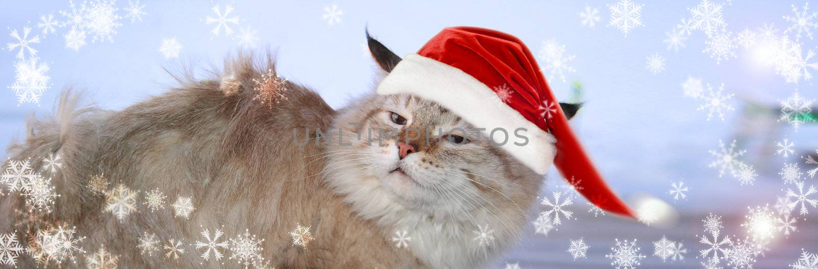 Christmas banner, cat santa by Kudryashka