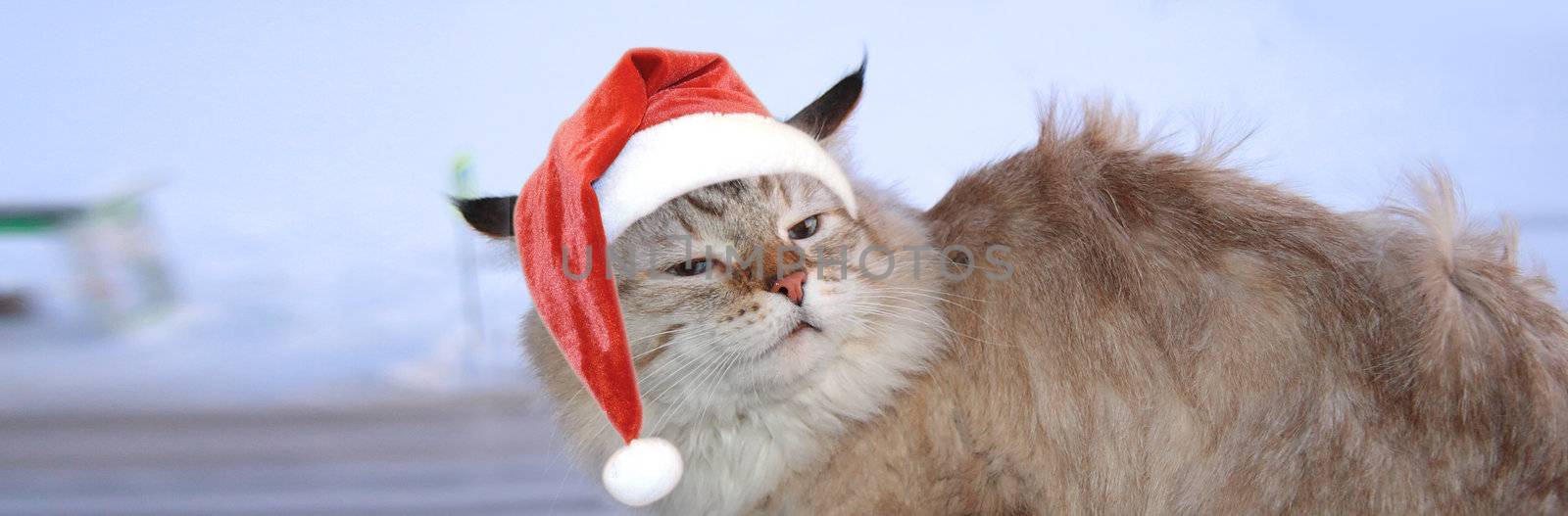 Christmas banner, cat santa by Kudryashka