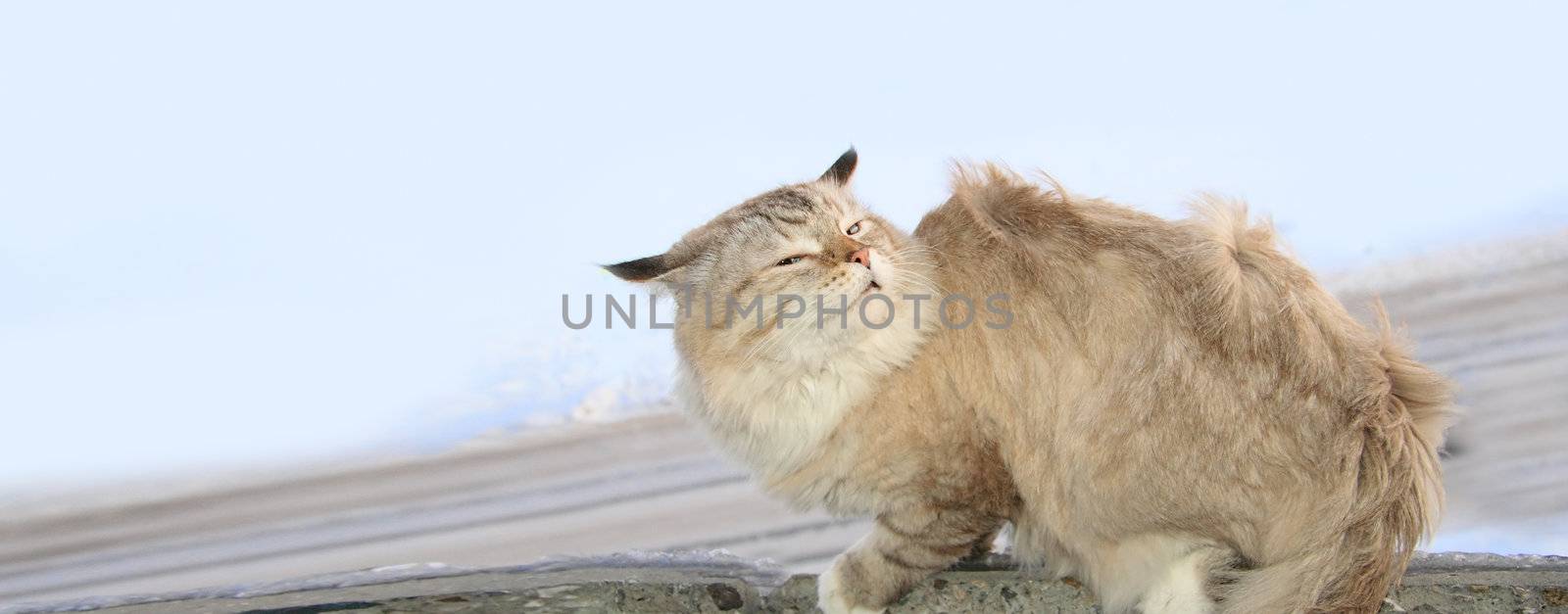 Frozen cat in the wind, winter