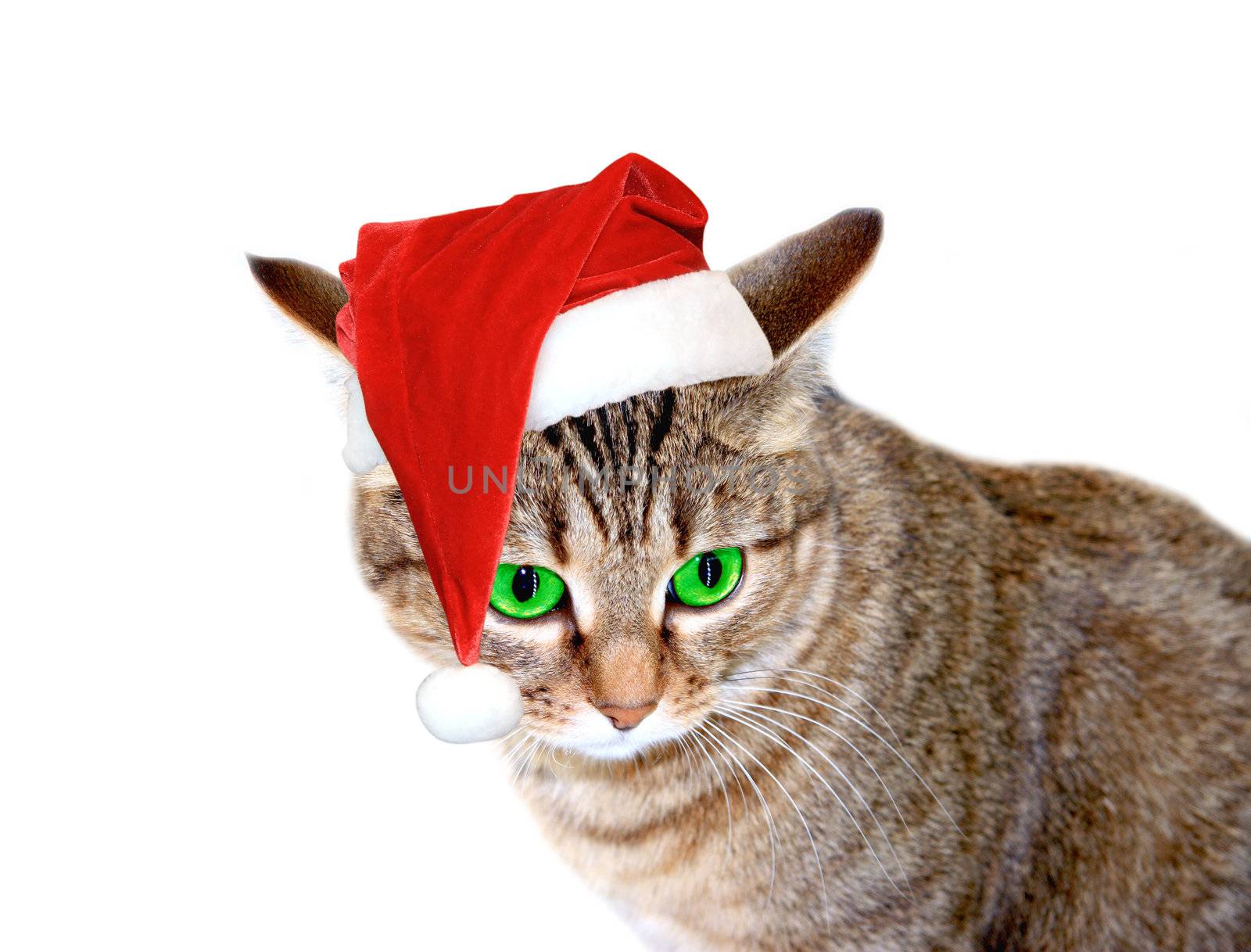 Christmas cat by Kudryashka