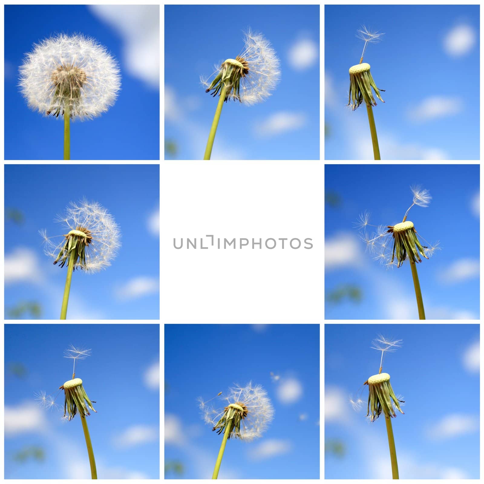 Beautiful dandelion collage by Kudryashka
