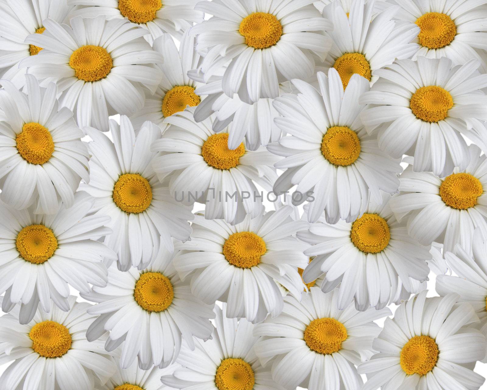 Summer background, daisies