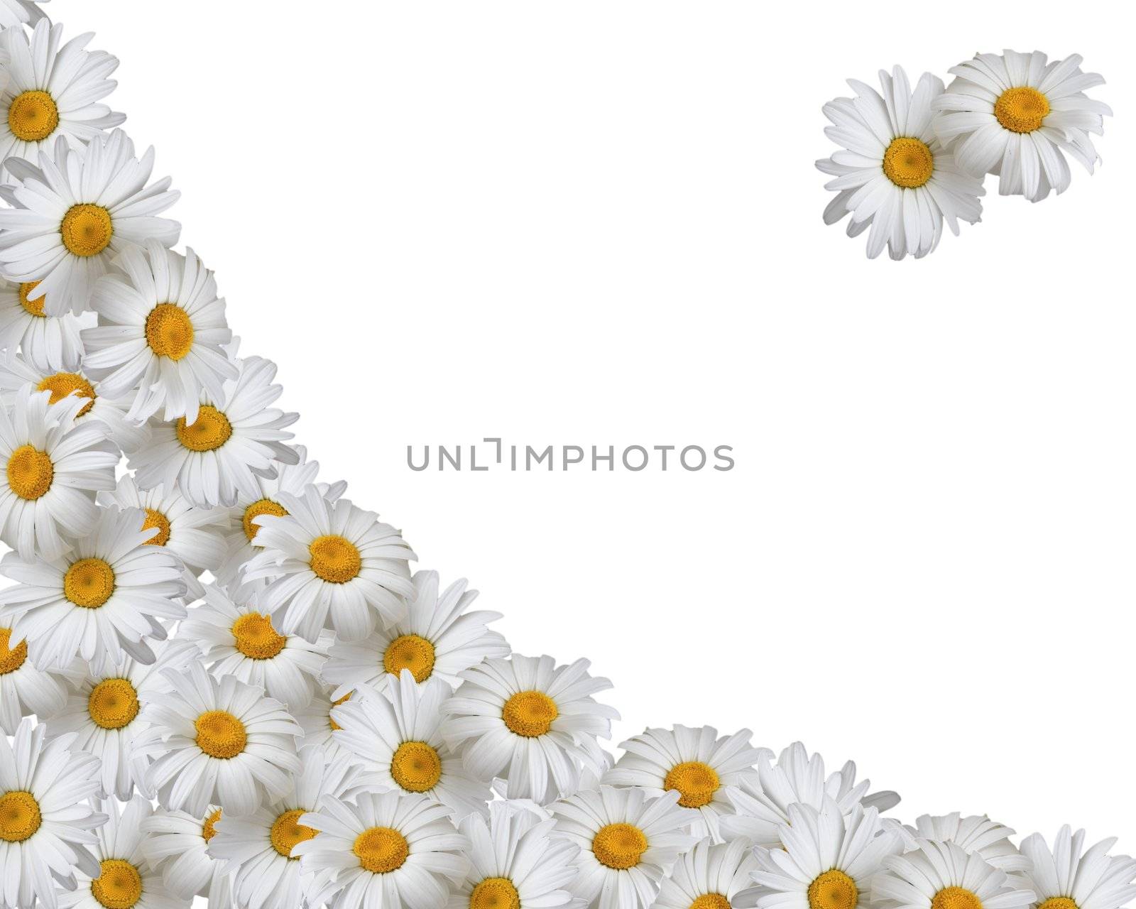 Frame of daisies