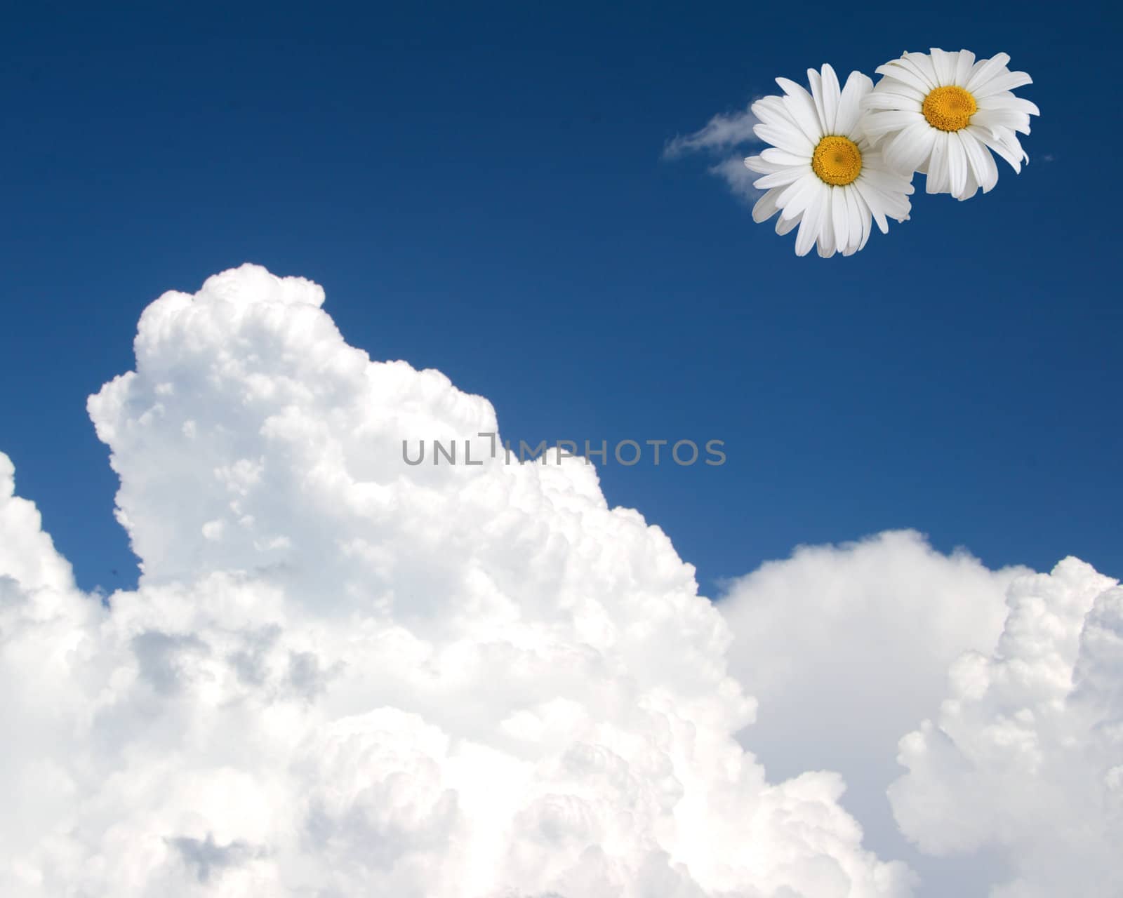 Floral sky background