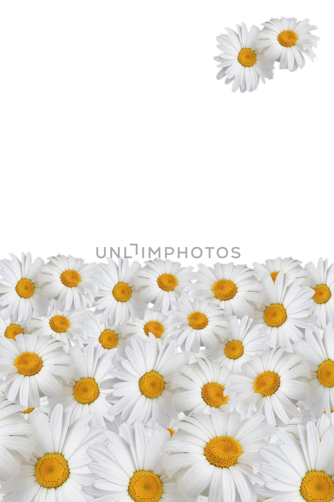 Frame of daisies by Kudryashka