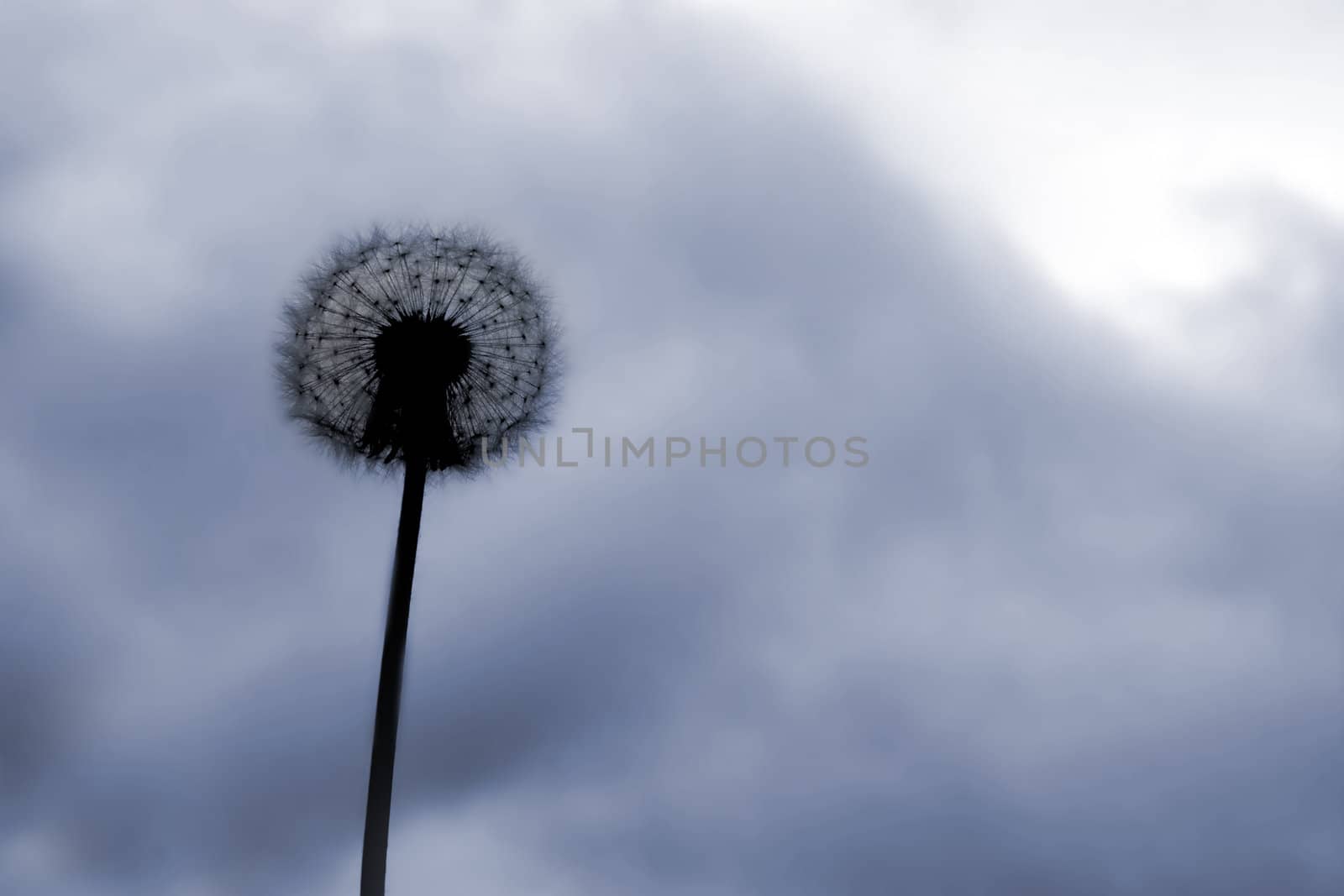 Beautiful dandelion