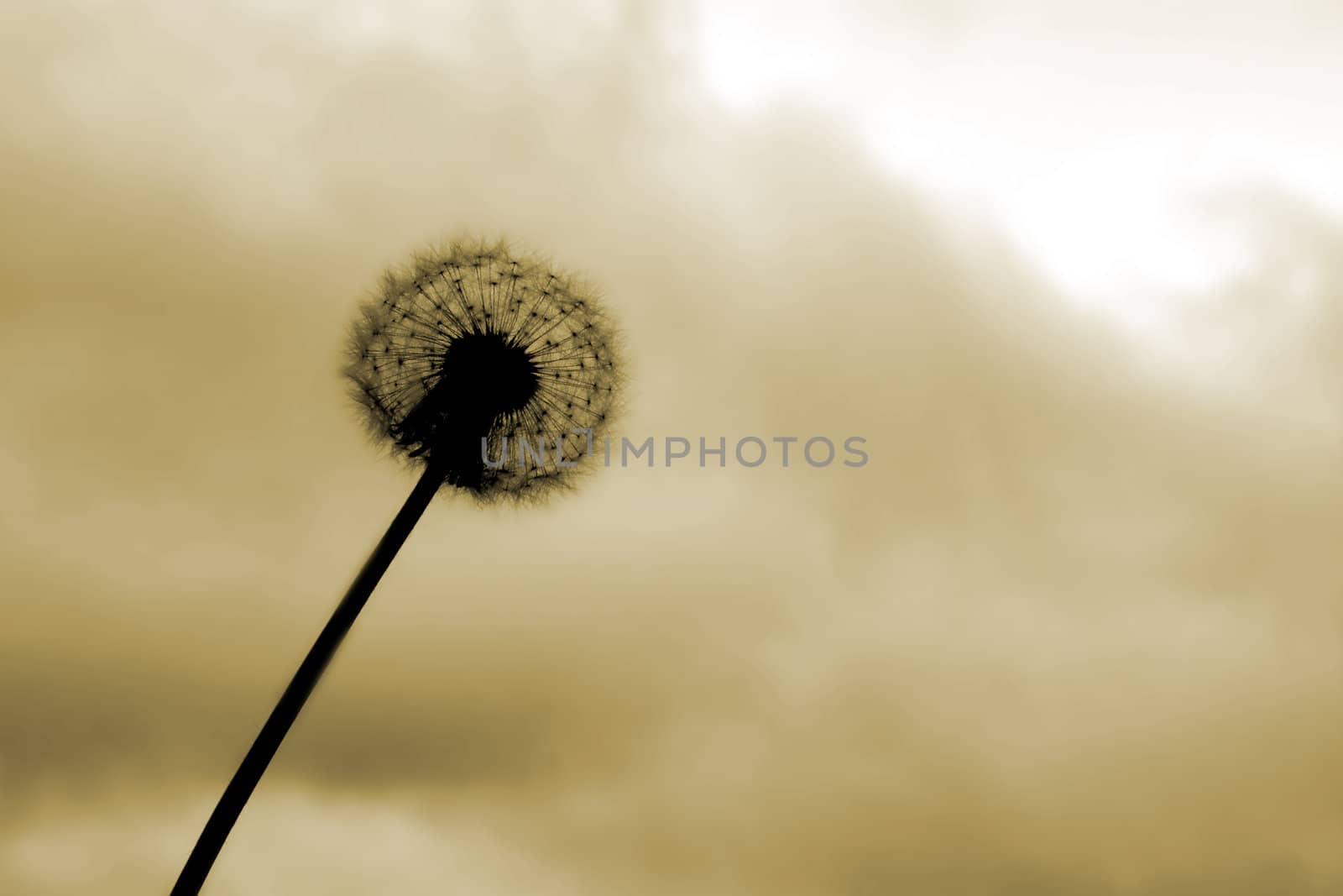 Beautiful dandelion