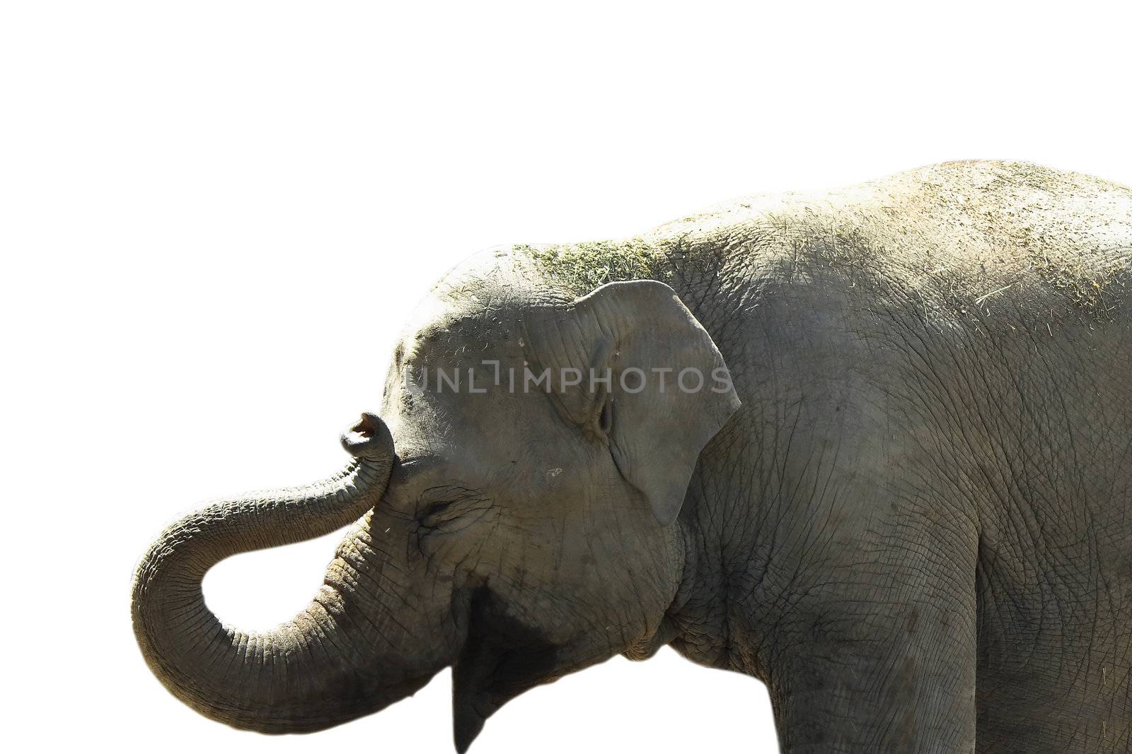 Head of elephant isolated