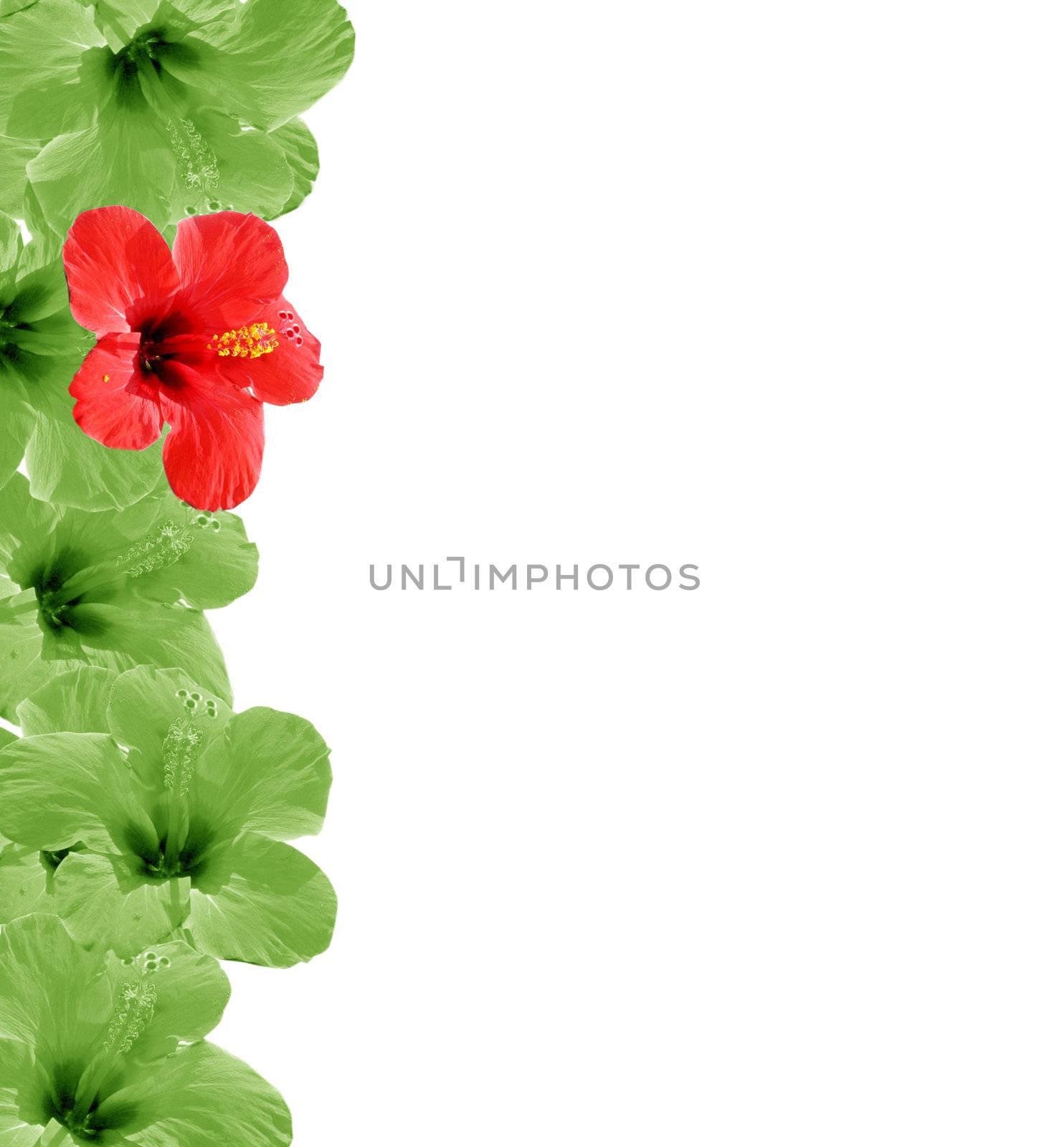 Beautiful floral background, frame wiht place for your text by Kudryashka