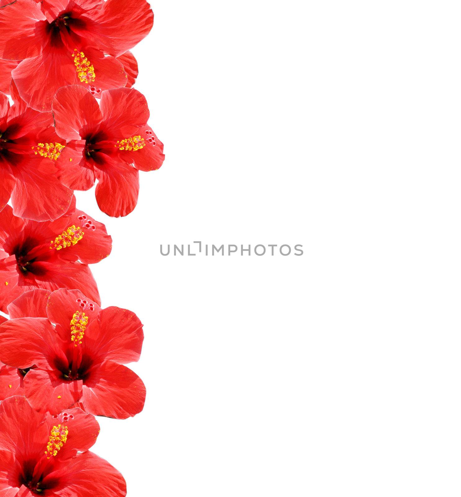 Beautiful floral background, frame wiht place for your text by Kudryashka