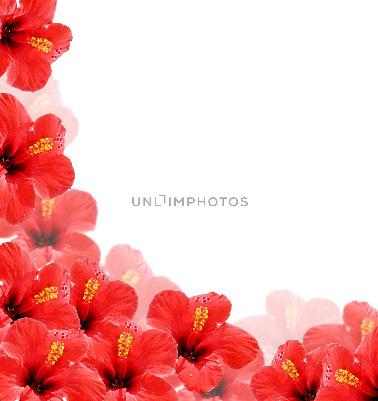 Beautiful floral background, frame wiht place for your text by Kudryashka