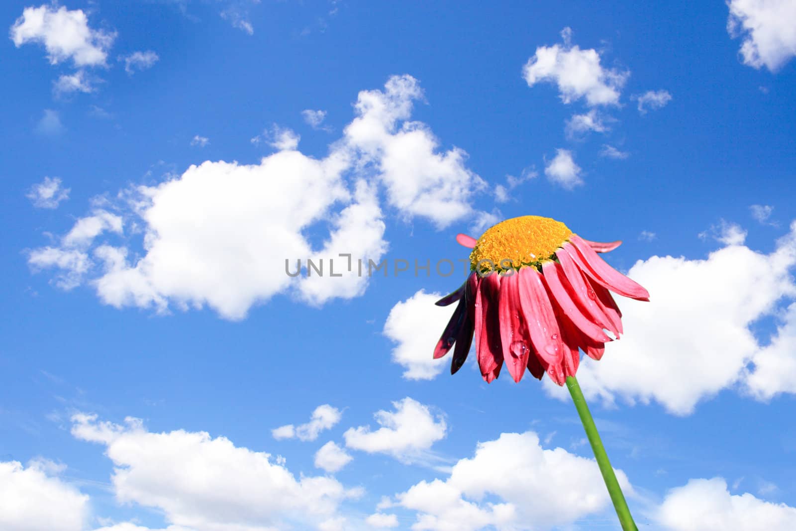 Camomile beautiful on blue sky