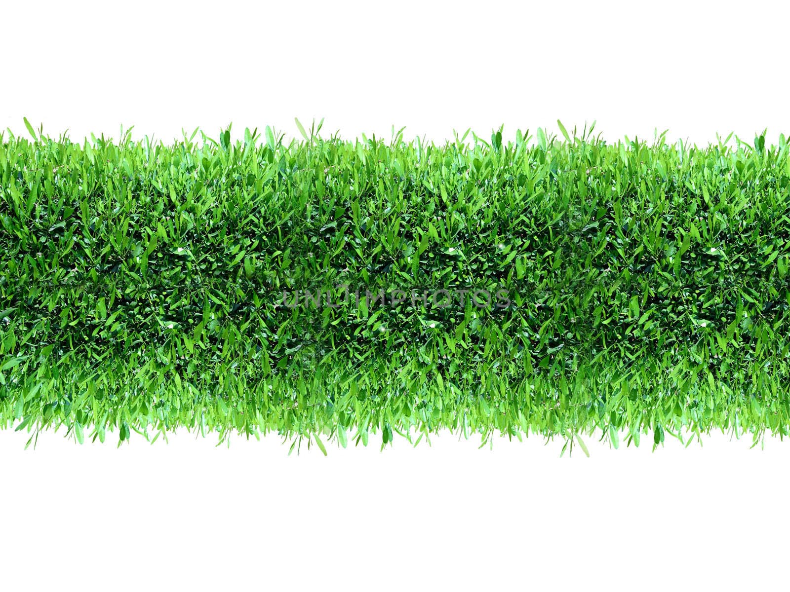 Spring, green grass background