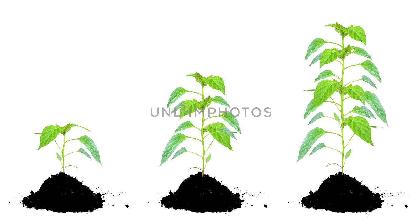 Plant green and soil