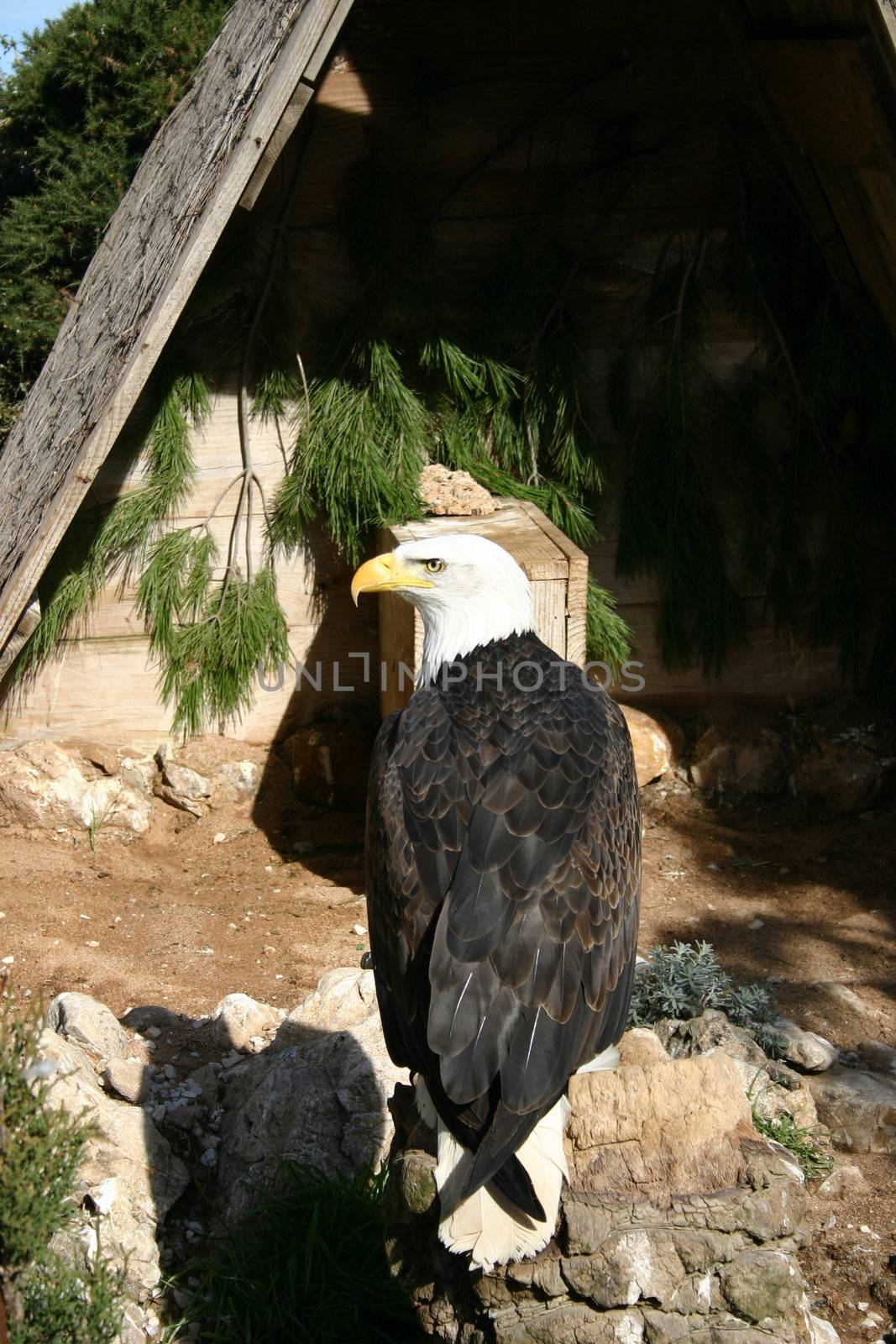 bald eagle sitting proudly on its perch