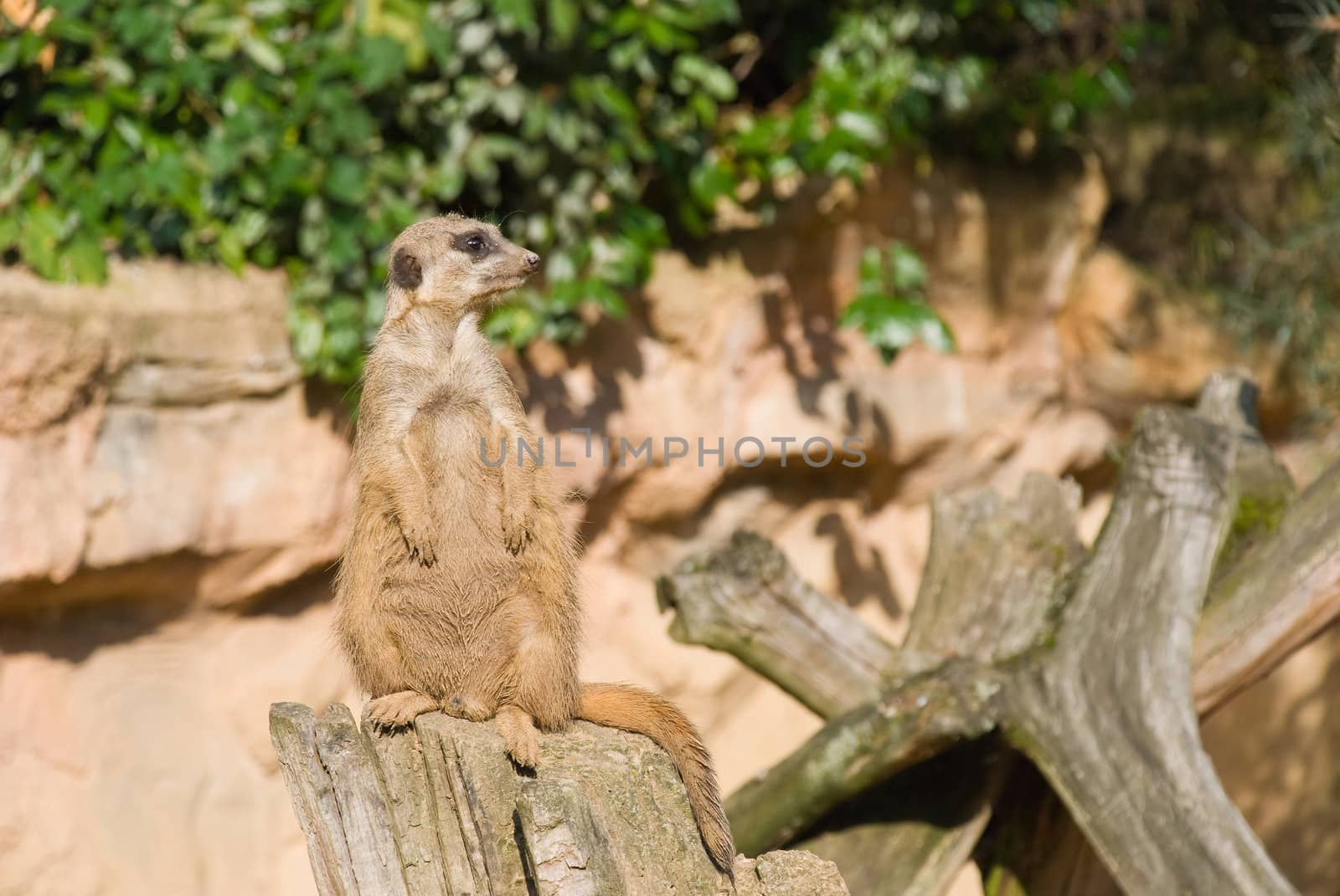 Meerkat sits and looking to the right