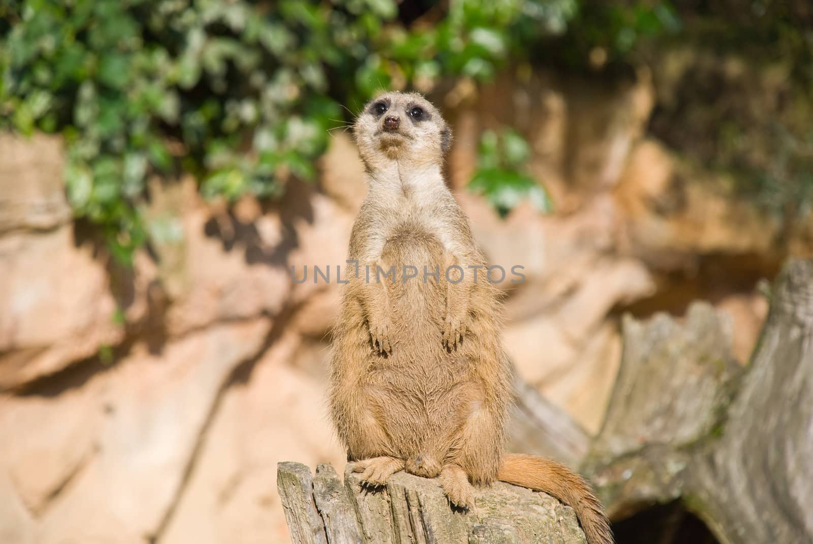 Meerkat sits and looking at the camera