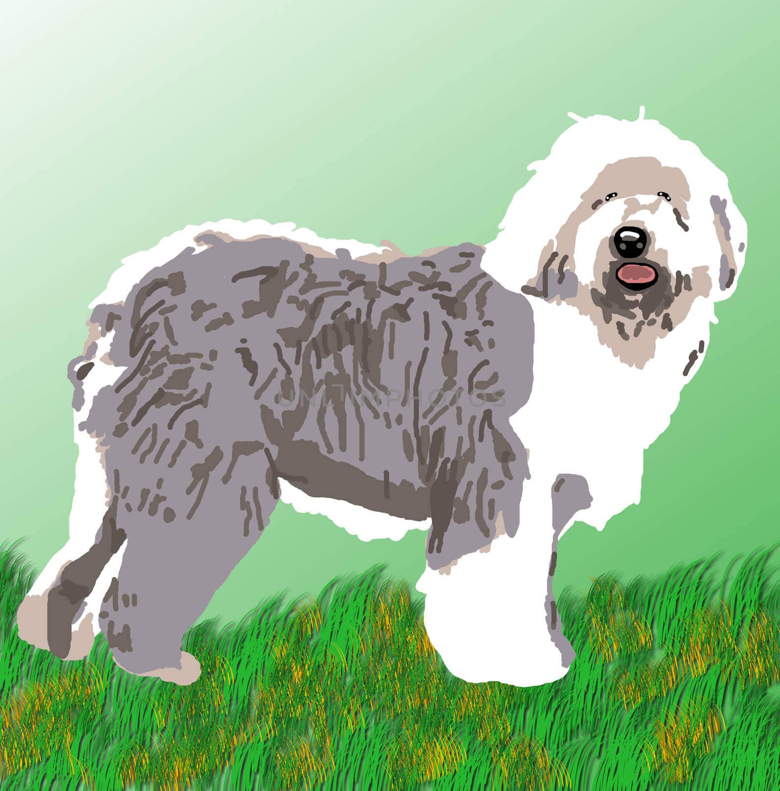 Sheepdog standing on alert on a grassy field.