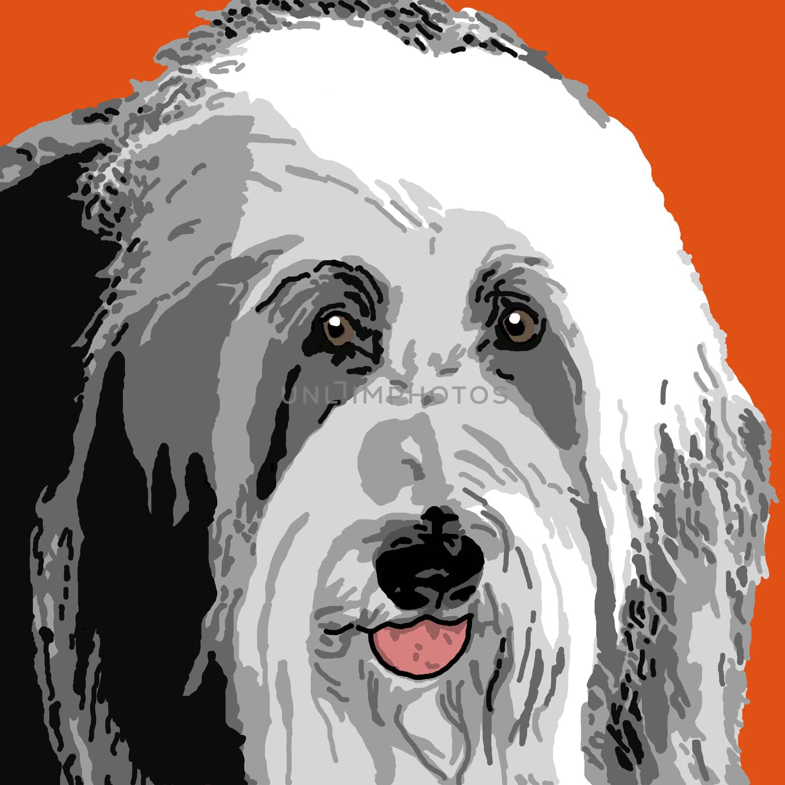 A portrait of an adult sheepdog on an orange background.